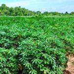 Computationally Efficient Genome-Scale Evolutionary Inference: Creating a Sustainable Future for African Smallholder Farmers